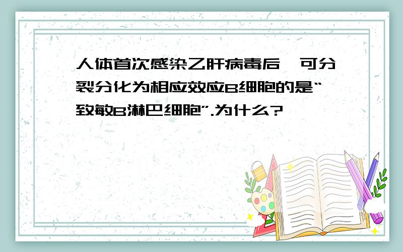 人体首次感染乙肝病毒后,可分裂分化为相应效应B细胞的是“致敏B淋巴细胞”.为什么?