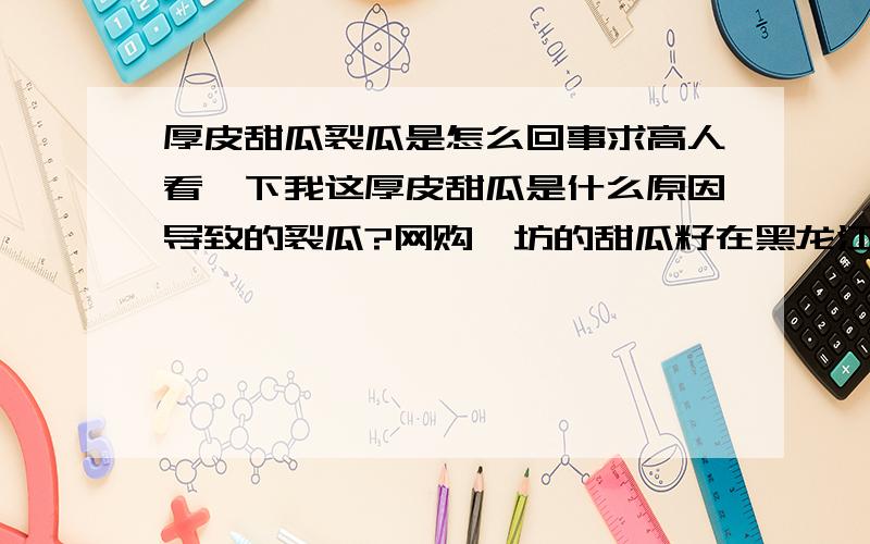 厚皮甜瓜裂瓜是怎么回事求高人看一下我这厚皮甜瓜是什么原因导致的裂瓜?网购潍坊的甜瓜籽在黑龙江省双鸭山市饶河县种植,前期旱天但是瓜的长势挺好的.精心管理瓜长到拳头大小时得了