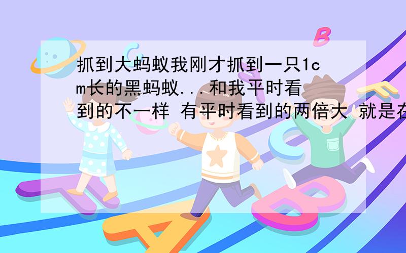 抓到大蚂蚁我刚才抓到一只1cm长的黑蚂蚁...和我平时看到的不一样 有平时看到的两倍大 就是在我家里抓到的 刚才上楼梯的时候 跑到我手上的 请问这只蚂蚁是不是蚂王?或者 战队队长?.或者.