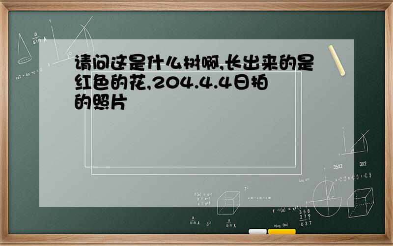 请问这是什么树啊,长出来的是红色的花,204.4.4日拍的照片