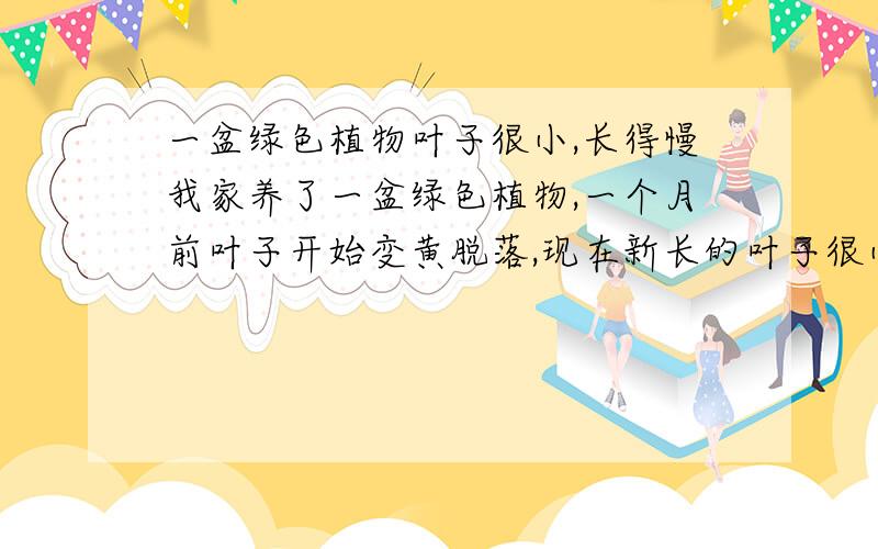 一盆绿色植物叶子很小,长得慢我家养了一盆绿色植物,一个月前叶子开始变黄脱落,现在新长的叶子很小,还没有花盆中的草长得快,不是缺水,花盆中的土是潮湿的.这可能是什么原因呢?