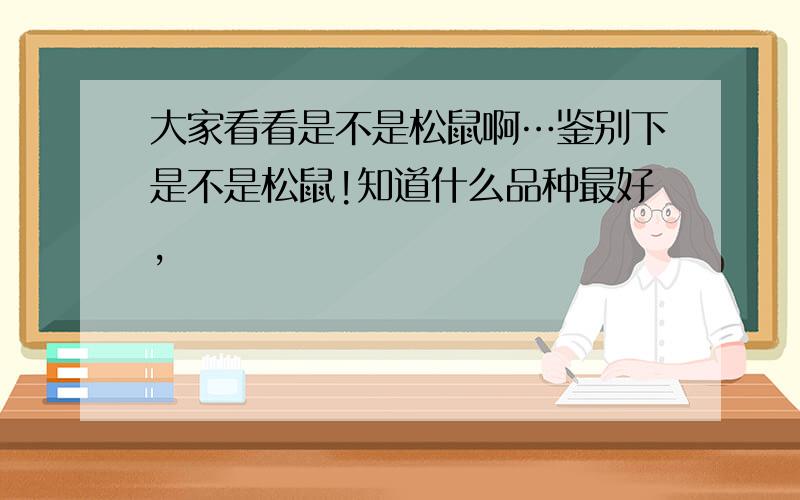 大家看看是不是松鼠啊…鉴别下是不是松鼠!知道什么品种最好,