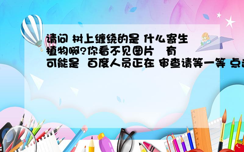 请问 树上缠绕的是 什么寄生植物啊?你看不见图片   有可能是  百度人员正在 审查请等一等 点击看大图