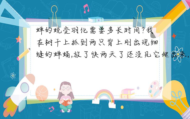 蝉的蜕变羽化需要多长时间?我在树干上抓到两只背上刚出现细缝的蝉蛹,放了快两天了还没见它爬出来,谁知道蜕变过程究竟需要多长时间?它们是不是已经死了?