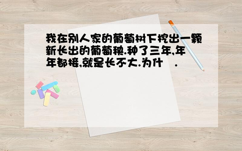 我在别人家的葡萄树下挖出一颗新长出的葡萄秧.种了三年,年年都接,就是长不大.为什麼.