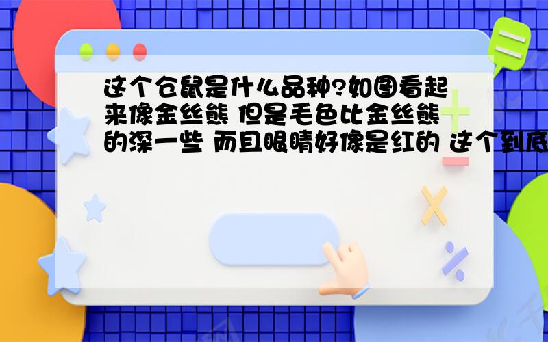 这个仓鼠是什么品种?如图看起来像金丝熊 但是毛色比金丝熊的深一些 而且眼睛好像是红的 这个到底是什么品种的呀?麻烦告诉一下