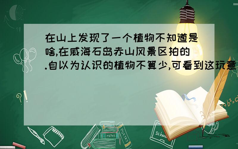 在山上发现了一个植物不知道是啥,在威海石岛赤山风景区拍的.自以为认识的植物不算少,可看到这玩意真是傻眼了,不知道是啥……叶子特别奇怪……