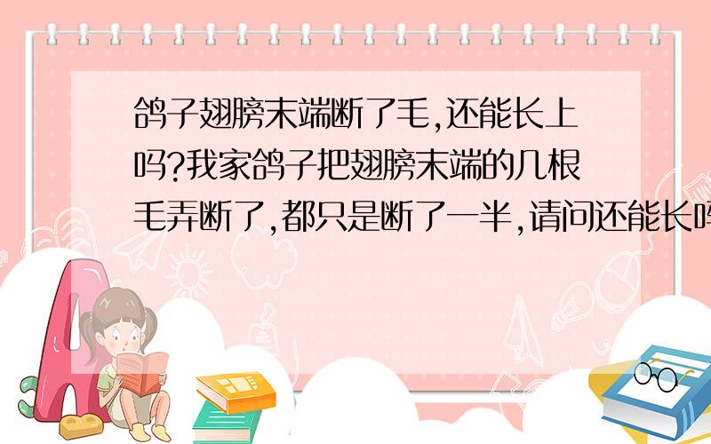 鸽子翅膀末端断了毛,还能长上吗?我家鸽子把翅膀末端的几根毛弄断了,都只是断了一半,请问还能长吗?如果能,怎样使它长得更快一些?