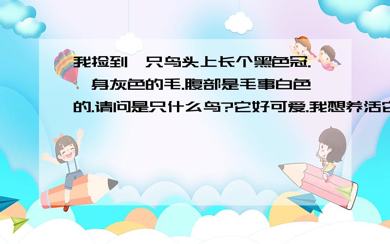 我捡到一只鸟头上长个黑色冠.一身灰色的毛.腹部是毛事白色的.请问是只什么鸟?它好可爱.我想养活它.