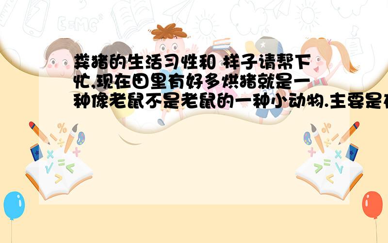 粪猪的生活习性和 样子请帮下忙,现在田里有好多烘猪就是一种像老鼠不是老鼠的一种小动物.主要是在田里拱地,吃掉进洞里的小虫子,地面上有松散的土堆和筒形,有直线型的,还有典线型的,