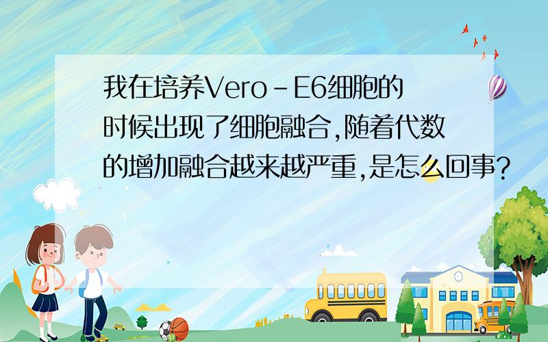 我在培养Vero-E6细胞的时候出现了细胞融合,随着代数的增加融合越来越严重,是怎么回事?