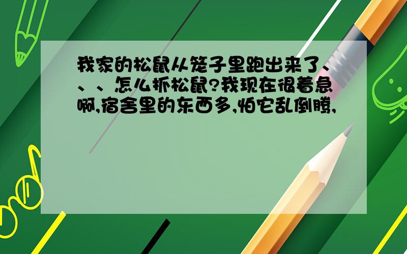 我家的松鼠从笼子里跑出来了、、、怎么抓松鼠?我现在很着急啊,宿舍里的东西多,怕它乱倒腾,