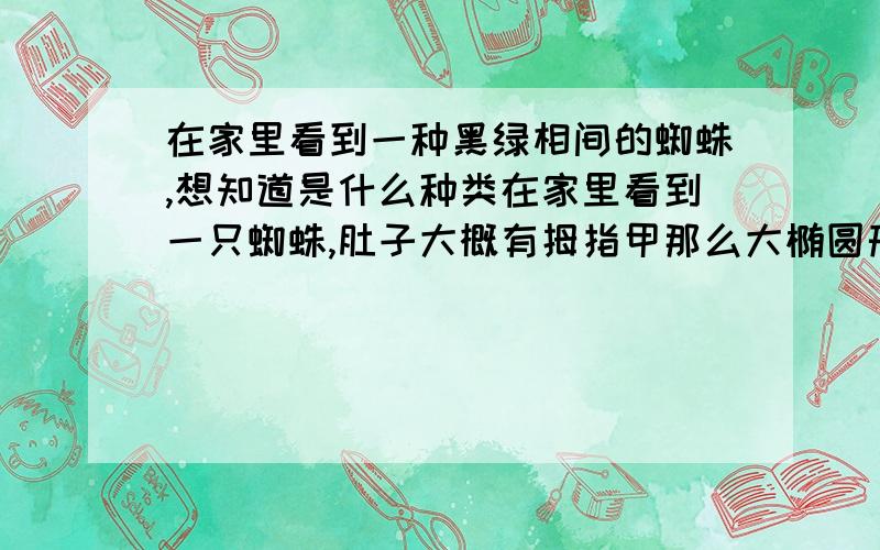 在家里看到一种黑绿相间的蜘蛛,想知道是什么种类在家里看到一只蜘蛛,肚子大概有拇指甲那么大椭圆形,身体大部分是黑绿相间的 但绿色占大部分,腿是黑绿相间的,肚子上有一块橙色的长方