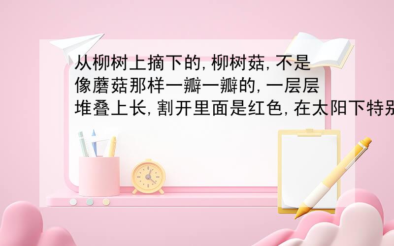 从柳树上摘下的,柳树菇,不是像蘑菇那样一瓣一瓣的,一层层堆叠上长,割开里面是红色,在太阳下特别红.有老人讲到此柳树菇有诸多药用价值及美容价值,有图传不了