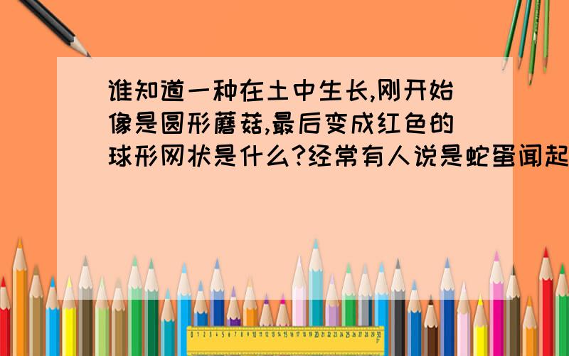 谁知道一种在土中生长,刚开始像是圆形蘑菇,最后变成红色的球形网状是什么?经常有人说是蛇蛋闻起来很腥