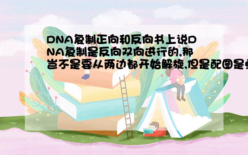 DNA复制正向和反向书上说DNA复制是反向双向进行的,那岂不是要从两边都开始解旋,但是配图是单向的解旋,双向的复制,怎么办到的T T