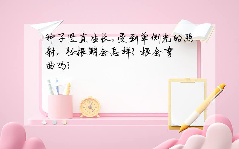 种子竖直生长,受到单侧光的照射, 胚根鞘会怎样? 根会弯曲吗?