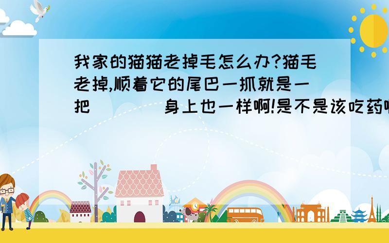 我家的猫猫老掉毛怎么办?猫毛老掉,顺着它的尾巴一抓就是一把````身上也一样啊!是不是该吃药啊!还是跟猫吃的东西有关啊!