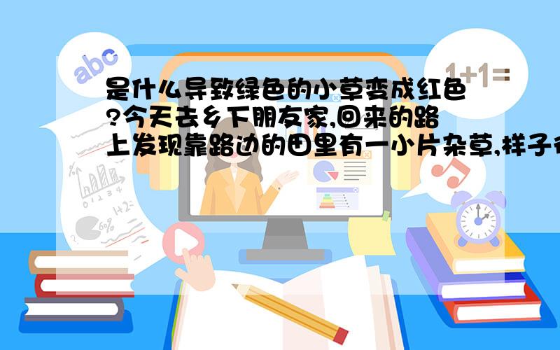 是什么导致绿色的小草变成红色?今天去乡下朋友家,回来的路上发现靠路边的田里有一小片杂草,样子很普通,就是大概有2平米的范围内大部分草都变成红色的了.有个别几棵还带有一点绿色.正