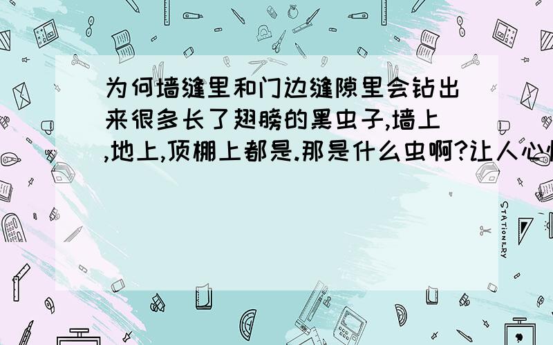 为何墙缝里和门边缝隙里会钻出来很多长了翅膀的黑虫子,墙上,地上,顶棚上都是.那是什么虫啊?让人心惊肉跳.