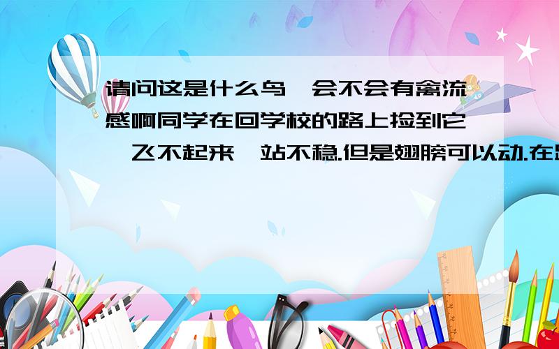 请问这是什么鸟,会不会有禽流感啊同学在回学校的路上捡到它,飞不起来,站不稳.但是翅膀可以动.在路边捡到了,准备放在草丛中,但是它的翅膀动几下,不能飞,就站在草丛中一动不动,我们怕它