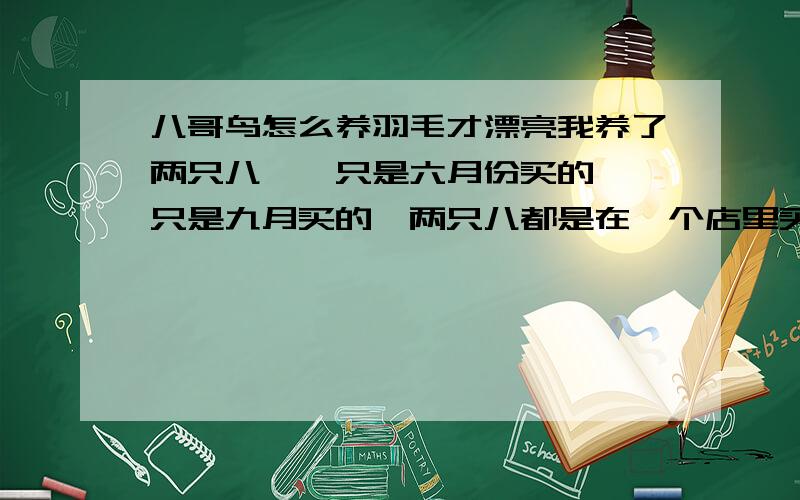 八哥鸟怎么养羽毛才漂亮我养了两只八,一只是六月份买的,一只是九月买的,两只八都是在一个店里买的,第一次去,就一眼看中第二只八,老板死活不卖,没办法,我就买了另外一只,一直都了九月