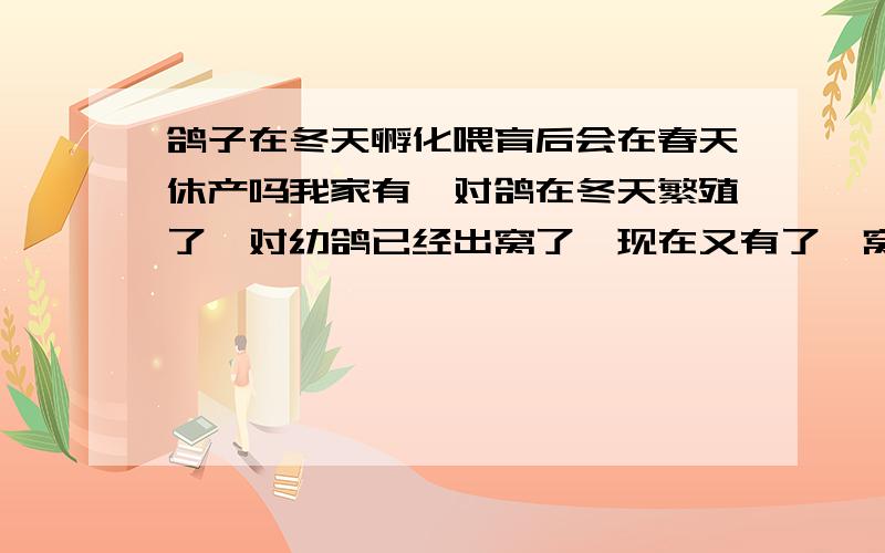 鸽子在冬天孵化喂育后会在春天休产吗我家有一对鸽在冬天繁殖了一对幼鸽已经出窝了,现在又有了一窝已经一周了请问在冬季繁殖的好吗这样的话开春会不会休产