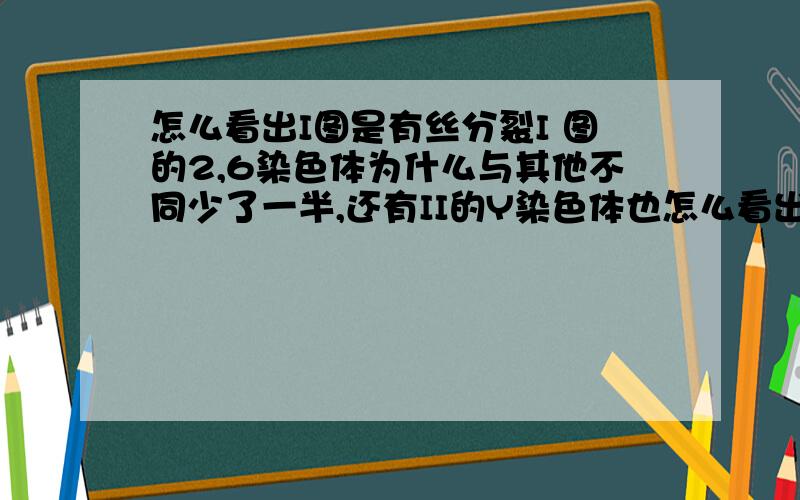 怎么看出I图是有丝分裂I 图的2,6染色体为什么与其他不同少了一半,还有II的Y染色体也怎么看出I图是有丝分裂I 图的2,6染色体为什么与其他不同少了一半,还有II的Y染色体也是少了一半,这是为