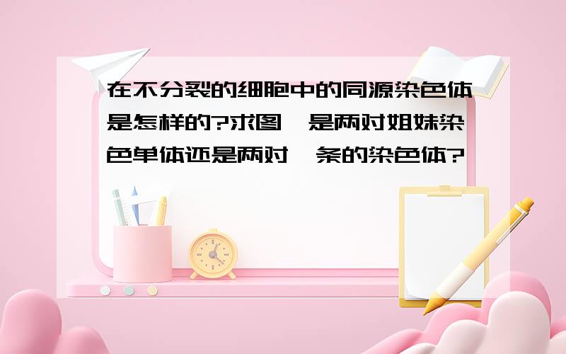 在不分裂的细胞中的同源染色体是怎样的?求图,是两对姐妹染色单体还是两对一条的染色体?