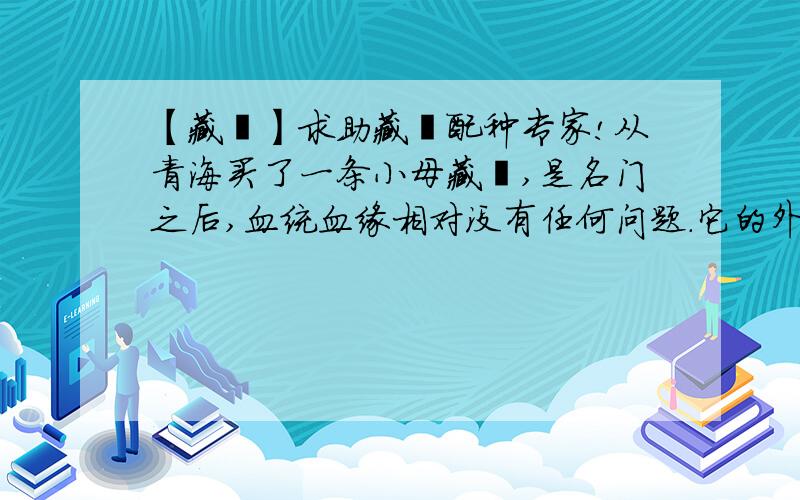 【藏獒】求助藏獒配种专家!从青海买了一条小母藏獒,是名门之后,血统血缘相对没有任何问题.它的外型也显示出纯种藏獒的特征,狮头吊嘴莲花尾.转眼就发情了,该交配了.因为没有合适的的