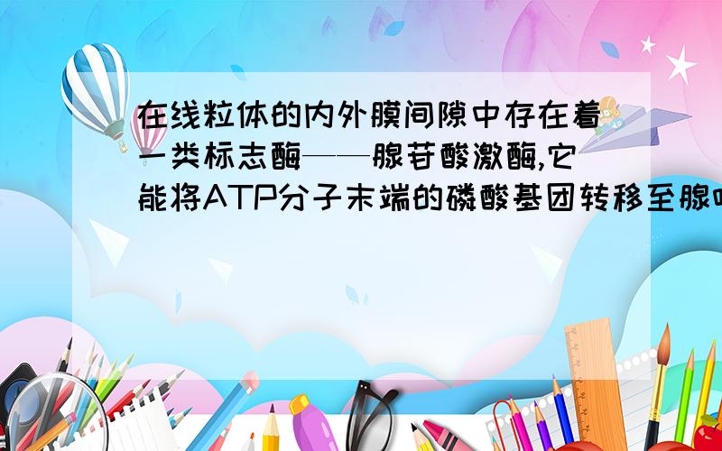 在线粒体的内外膜间隙中存在着一类标志酶——腺苷酸激酶,它能将ATP分子末端的磷酸基团转移至腺嘌呤核糖核苷酸（AMP）上,结果产生A．一分子AMP和一分子ADP B．两分子ADPC．一分子ATP和一分