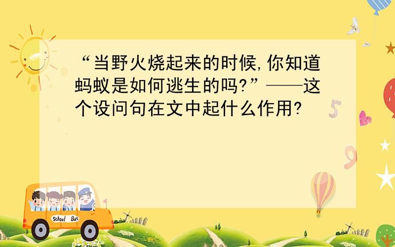 “当野火烧起来的时候,你知道蚂蚁是如何逃生的吗?”——这个设问句在文中起什么作用?