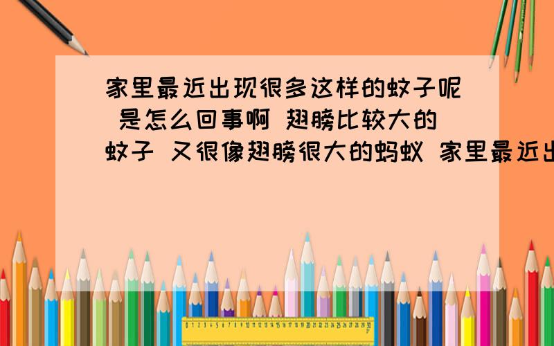 家里最近出现很多这样的蚊子呢 是怎么回事啊 翅膀比较大的蚊子 又很像翅膀很大的蚂蚁 家里最近出现很多这样的蚊子呢 是怎么回事啊 翅膀比较大的蚊子 又很像翅膀很大的蚂蚁 哎 到底怎