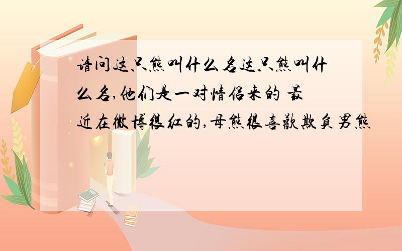 请问这只熊叫什么名这只熊叫什么名,他们是一对情侣来的 最近在微博很红的,母熊很喜欢欺负男熊