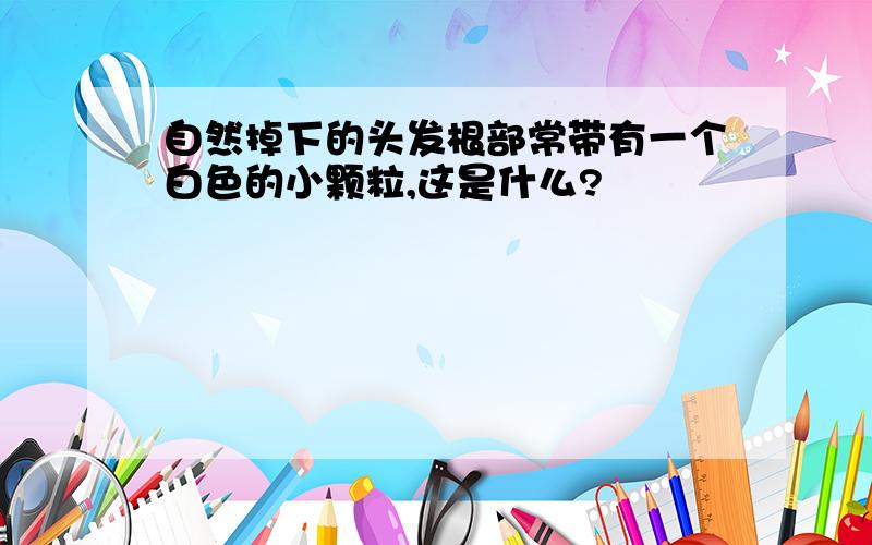 自然掉下的头发根部常带有一个白色的小颗粒,这是什么?