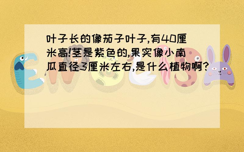 叶子长的像茄子叶子,有40厘米高!茎是紫色的,果实像小南瓜直径3厘米左右,是什么植物啊?