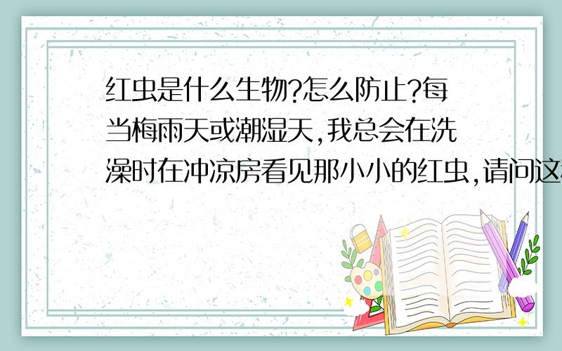 红虫是什么生物?怎么防止?每当梅雨天或潮湿天,我总会在洗澡时在冲凉房看见那小小的红虫,请问这种红虫它是从那里来的?是因为潮湿的天气,所以繁殖出来的吗?有一种钓鱼用的红虫,是不是