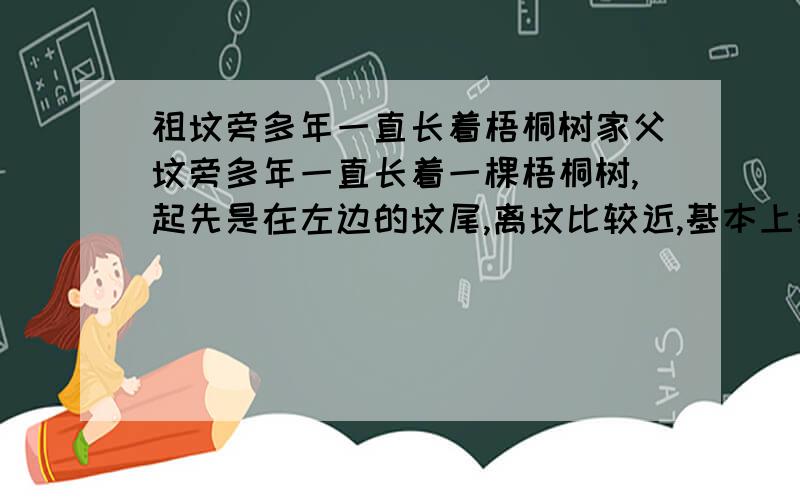 祖坟旁多年一直长着梧桐树家父坟旁多年一直长着一棵梧桐树,起先是在左边的坟尾,离坟比较近,基本上都碰到砌坟的石头了.我多次砍伐之后,树就长到了坟的左前方了,而且不是在坟地的范围