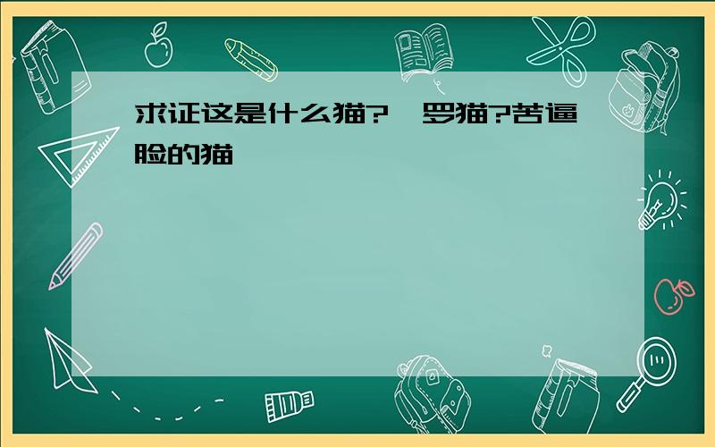 求证这是什么猫?暹罗猫?苦逼脸的猫