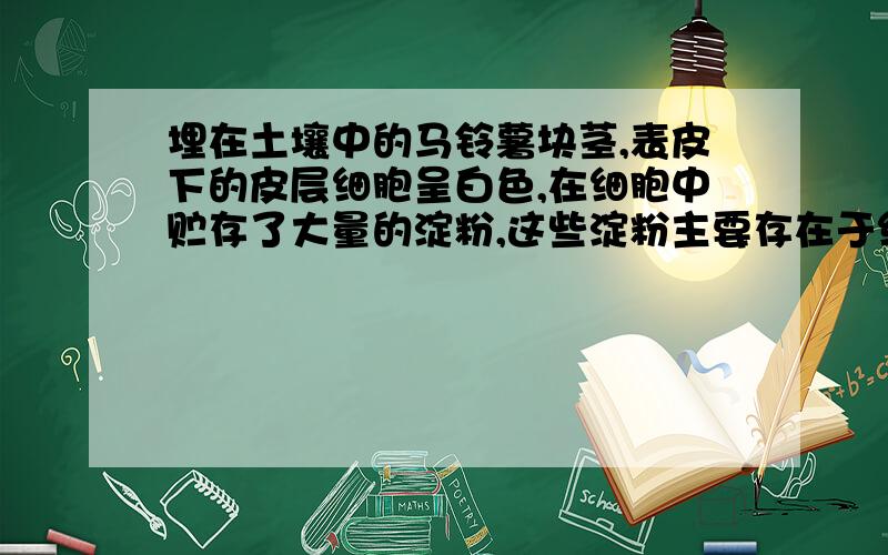 埋在土壤中的马铃薯块茎,表皮下的皮层细胞呈白色,在细胞中贮存了大量的淀粉,这些淀粉主要存在于细胞的（）中.如果有一部分暴露在光下,阳光照射一段时间后,其浅层的皮层细胞会变成绿