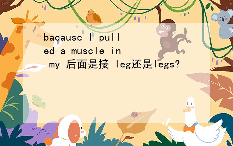 bacause I pulled a muscle in my 后面是接 leg还是legs?