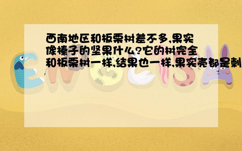 西南地区和板栗树差不多,果实像榛子的坚果什么?它的树完全和板栗树一样,结果也一样,果实壳都是刺,但是果实打开后和板栗不一样,是锥形的,就一个核,和榛子差不多.但又不是榛子,比榛子大