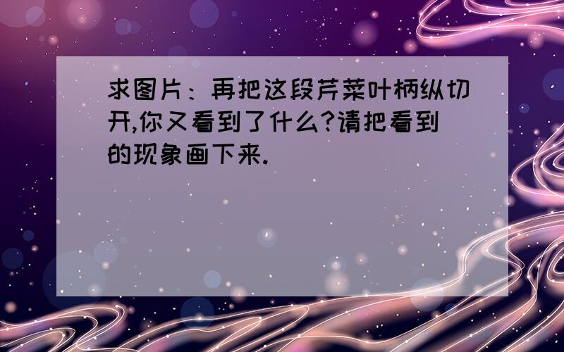 求图片：再把这段芹菜叶柄纵切开,你又看到了什么?请把看到的现象画下来.