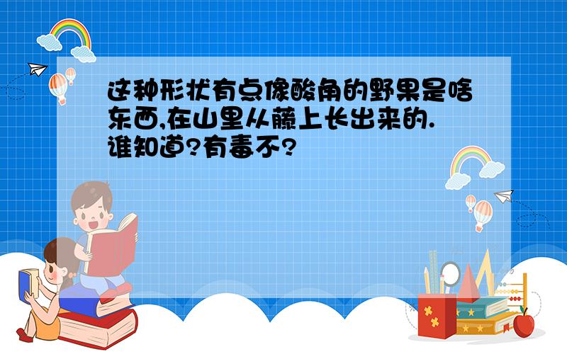 这种形状有点像酸角的野果是啥东西,在山里从藤上长出来的.谁知道?有毒不?