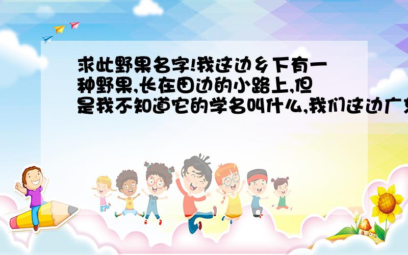 求此野果名字!我这边乡下有一种野果,长在田边的小路上,但是我不知道它的学名叫什么,我们这边广东人叫它：坡.外形我描绘一下：(1)差不多和草莓一样,红红的,但是比草莓小,但是果肉是一