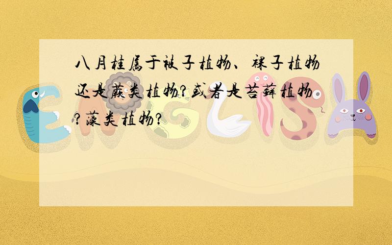 八月桂属于被子植物、裸子植物还是蕨类植物?或者是苔藓植物?藻类植物?