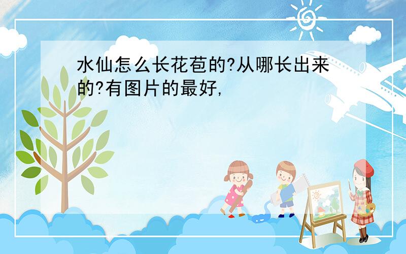 水仙怎么长花苞的?从哪长出来的?有图片的最好,