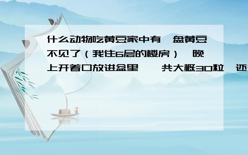 什么动物吃黄豆家中有一盘黄豆不见了（我住6层的楼房）,晚上开着口放进盆里,一共大概30粒,还有没过豆子一厘米的水,第二天盆里的所有黄豆都消失了,水也没了,盆里没有一点痕迹,盆外面（