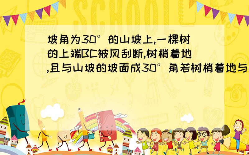坡角为30°的山坡上,一棵树的上端BC被风刮断,树梢着地,且与山坡的坡面成30°角若树梢着地与树根A处的距离为6m,则原来的树高是多少?