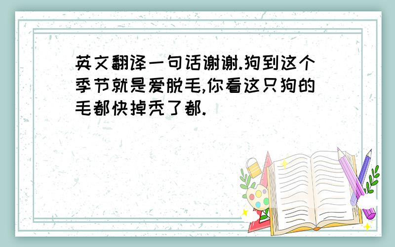 英文翻译一句话谢谢.狗到这个季节就是爱脱毛,你看这只狗的毛都快掉秃了都.